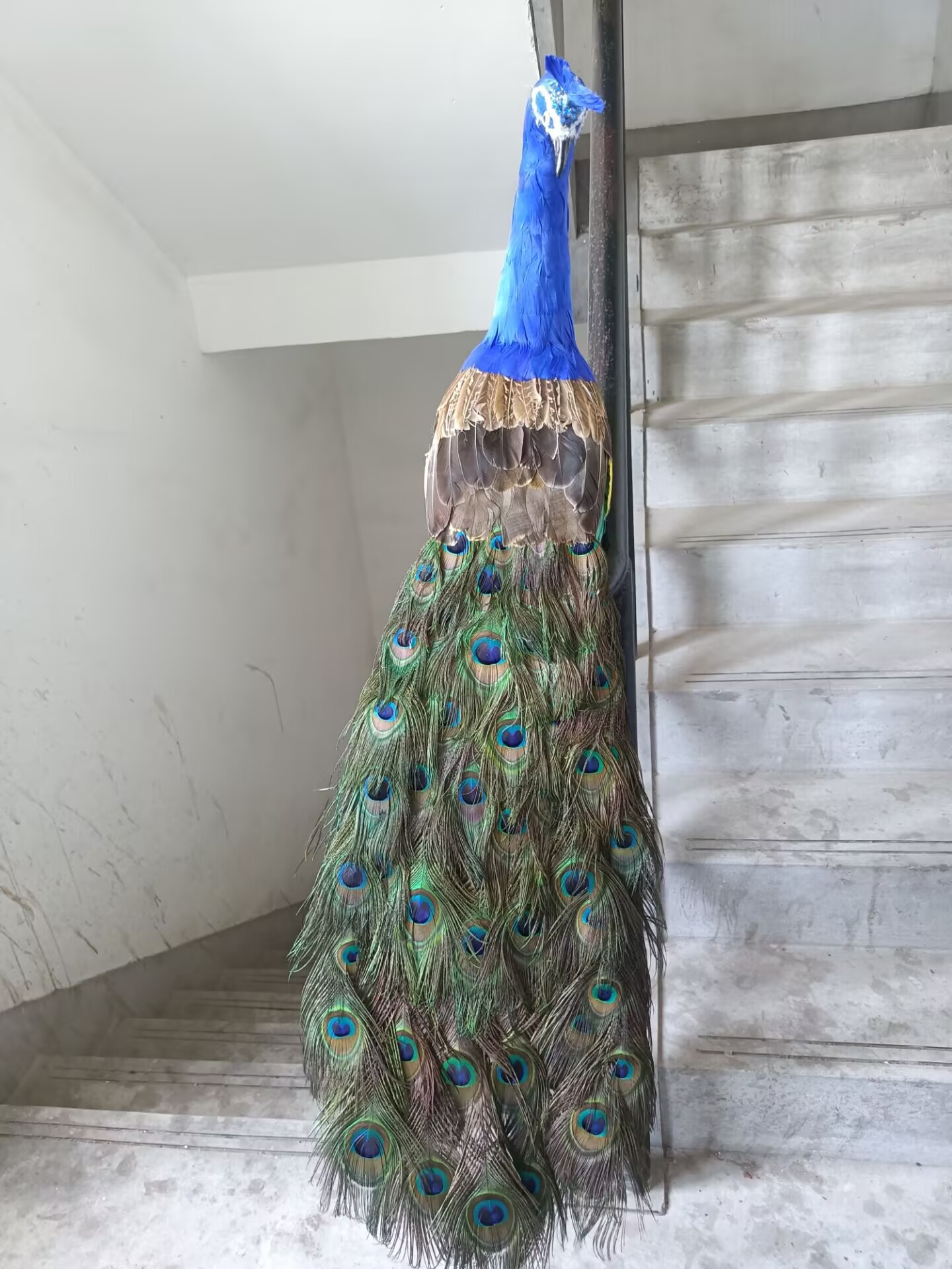 105cm Realistic Peacock Model  - Home Decor Design Ideas review and price